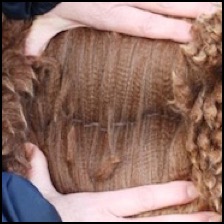 Wasimba  Fleece 1 Feb